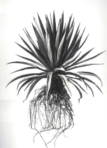 David Ballam - Aloe 20