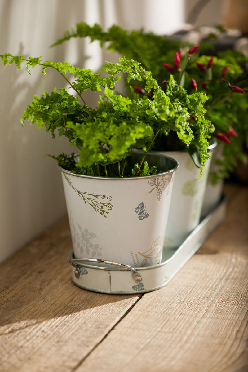 Jardin Set Of Three Pots On Oblong Tray