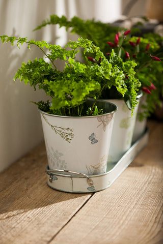 Jardin Set Of Three Pots On Oblong Tray