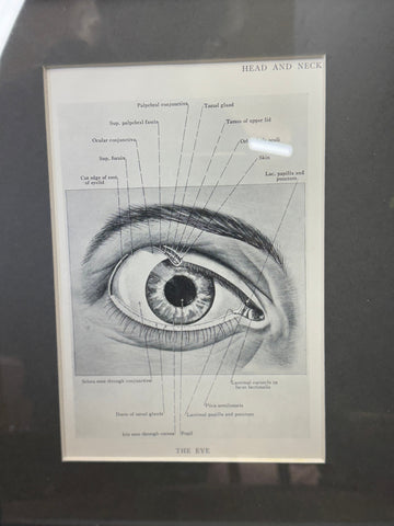 Framed Antique Anatomy Print 1920s Medical Book Plate Wall Art Picture D
