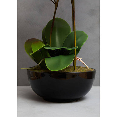 Fiori Purple Orchid Plant With Black Pot