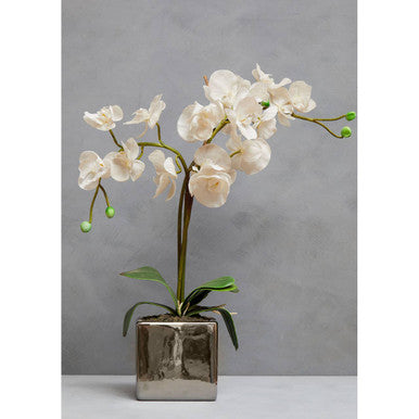 Fiori Artificial flowers White Orchid Plant in Square Pot