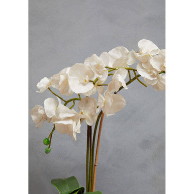 Fiori Artificial flowers White Orchid Plant in Square Pot