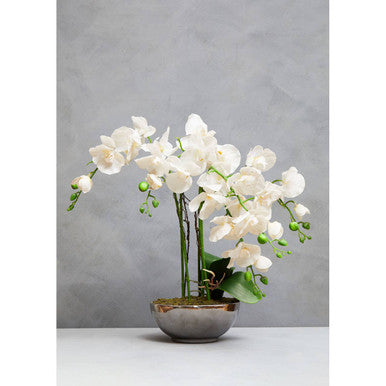 Fiori White Orchid Plant With Round Silver Pot