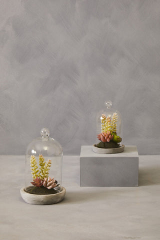 Fiori Small Succulent Dome With Cement Base