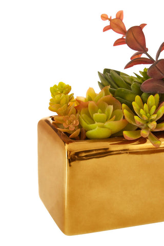 Fiori Mixed Succulents with Gold Ceramic Pot