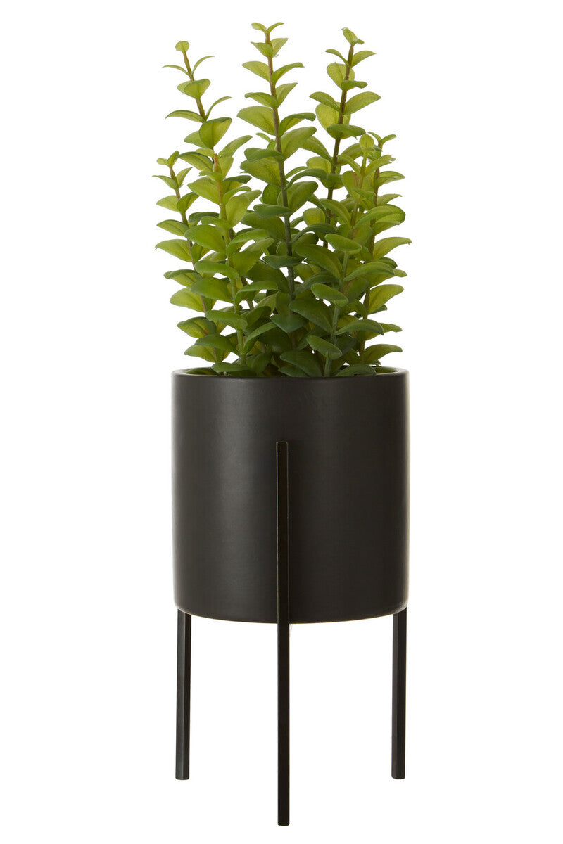 Fiori Thyme in Black Pot with Stand