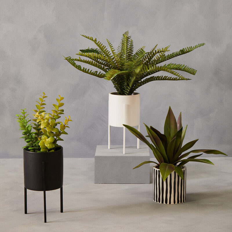 Fiori Thyme in Black Pot with Stand