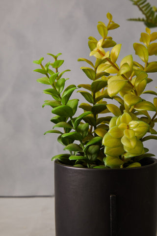Fiori Thyme in Black Pot with Stand