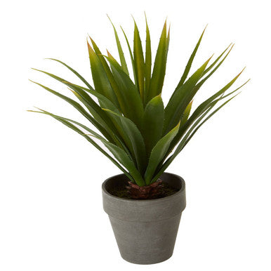 Fiori Agave Succulent in Grey Pot