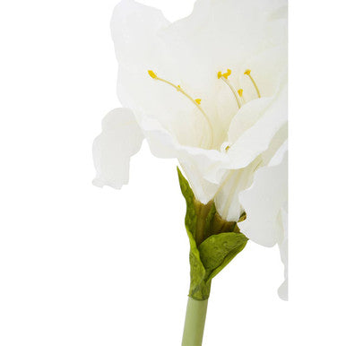 Fiori Ivory Amarylilis Flower Stem