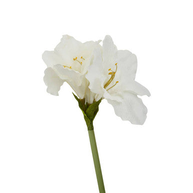 Fiori Ivory Amarylilis Flower Stem