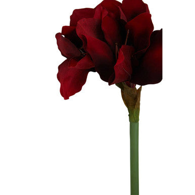 Fiori 72cm Amarylilis Burgundy Stem