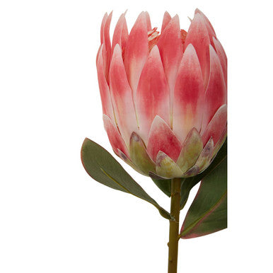 Fiori 62cm Protea Pink Stem