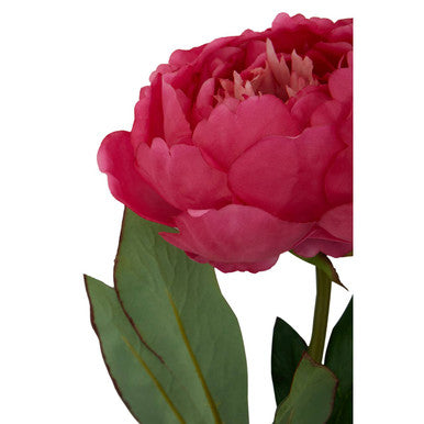 Fiori 65cm Peony Fuchsia Stem
