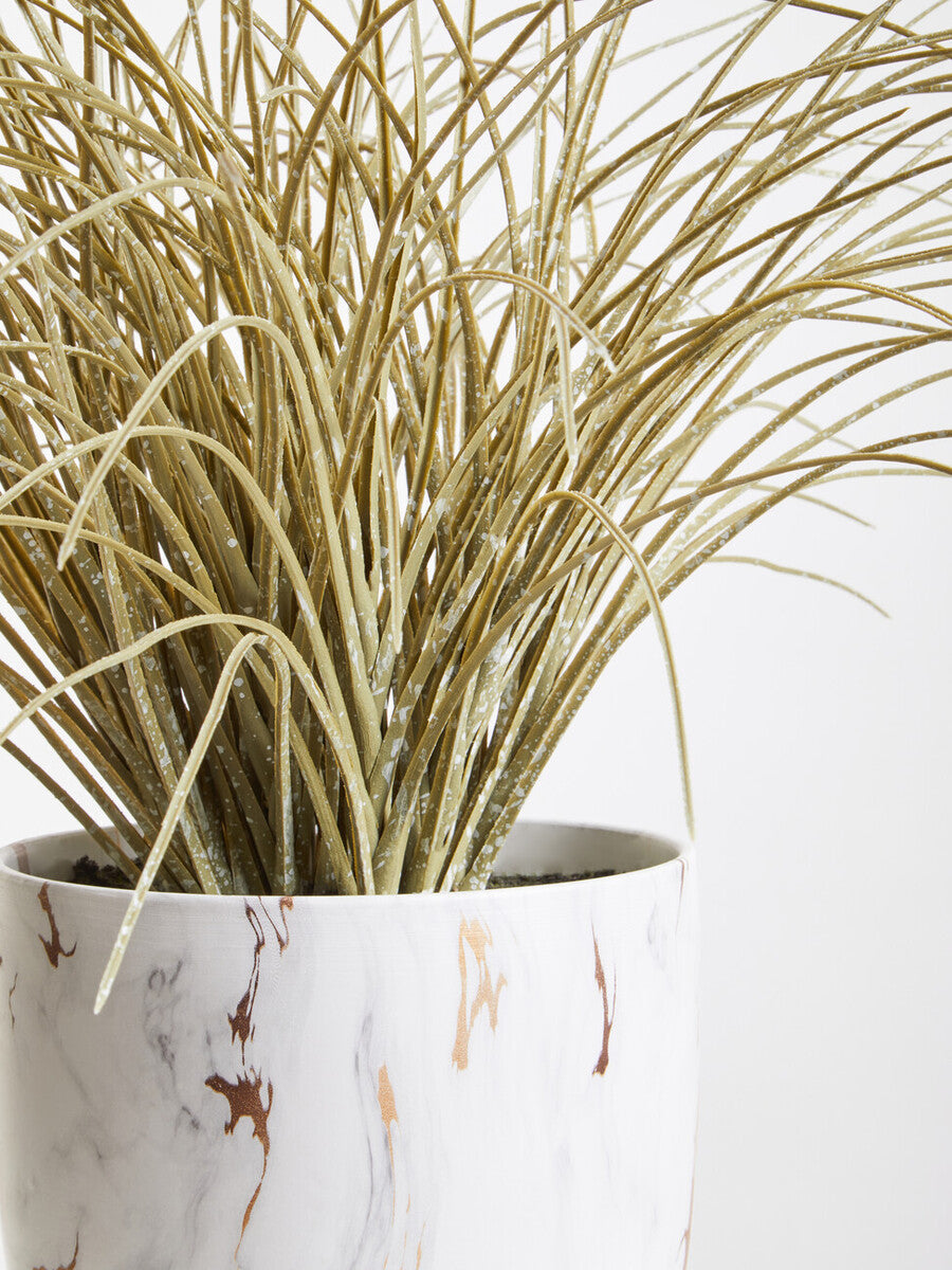 Fiori Grass Plant in a Pot