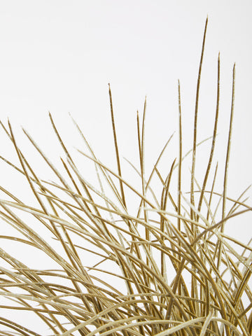 Fiori Grass Plant in a Pot