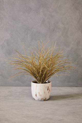 Fiori Grass Plant in a Pot