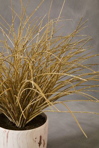 Fiori Grass Plant in a Pot