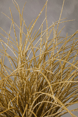 Fiori Grass Plant in a Pot