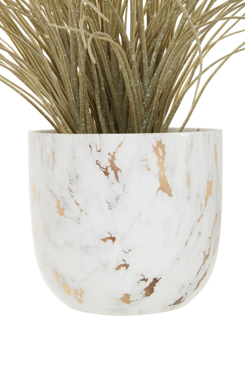 Fiori Grass Plant in a Pot