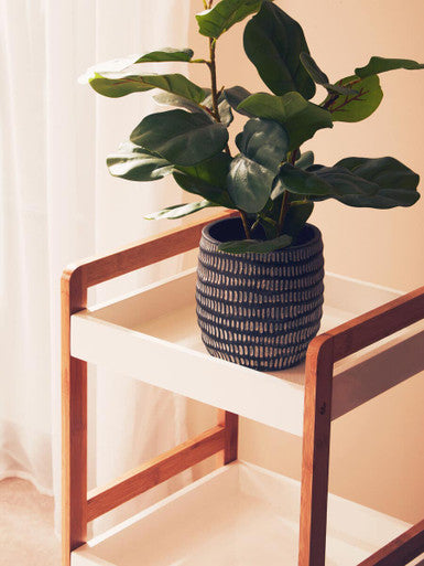 Fiori Ficus Plant in a Pot