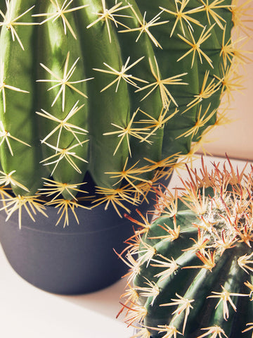Fiori Round Cactus in Pot
