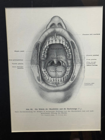 Victorian Anatomy Engraving – Antique Medical Print R