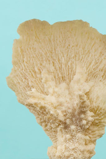 Boho Small White Coral Decor