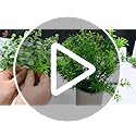 4 Set Artificial Plants Indoors in Pots, Plastic Fake Plants Potted, Eucalyptus, Rosemary, Small Succulents Faux Plants for Office Desk Bedroom Kitchen House Decoration