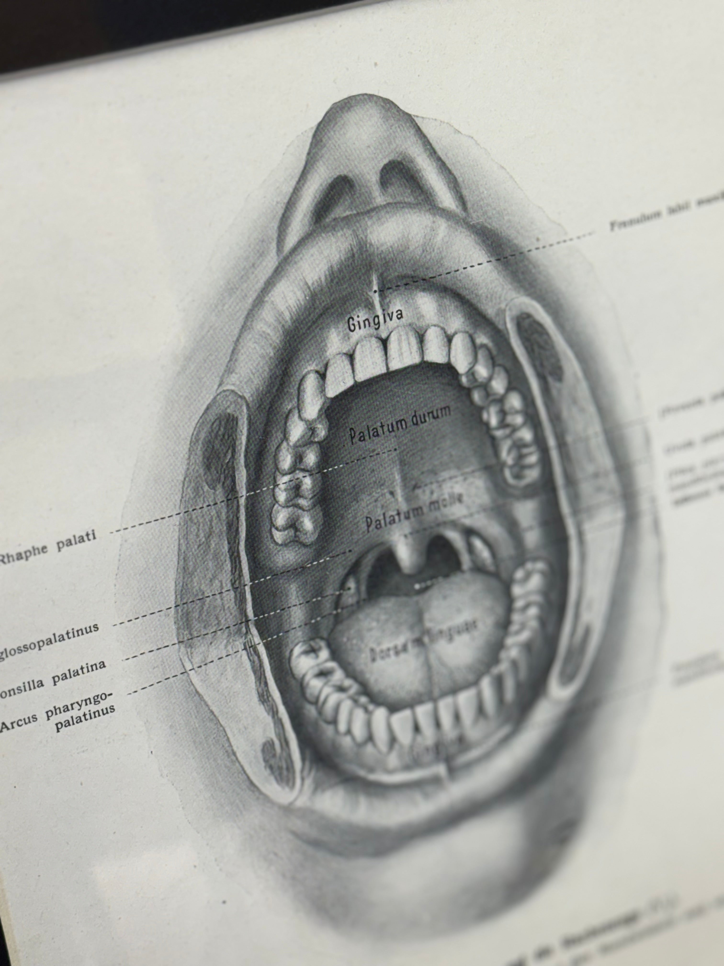 Victorian Anatomy Engraving – Antique Medical Print R