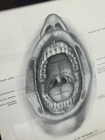 Victorian Anatomy Engraving – Antique Medical Print R