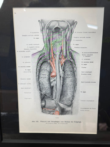 Framed Antique Anatomy Print 1920s Medical Book Plate Wall Art Picture G