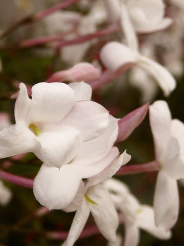 Jasmine & Tuberose Diffuser Refill + Free Reeds