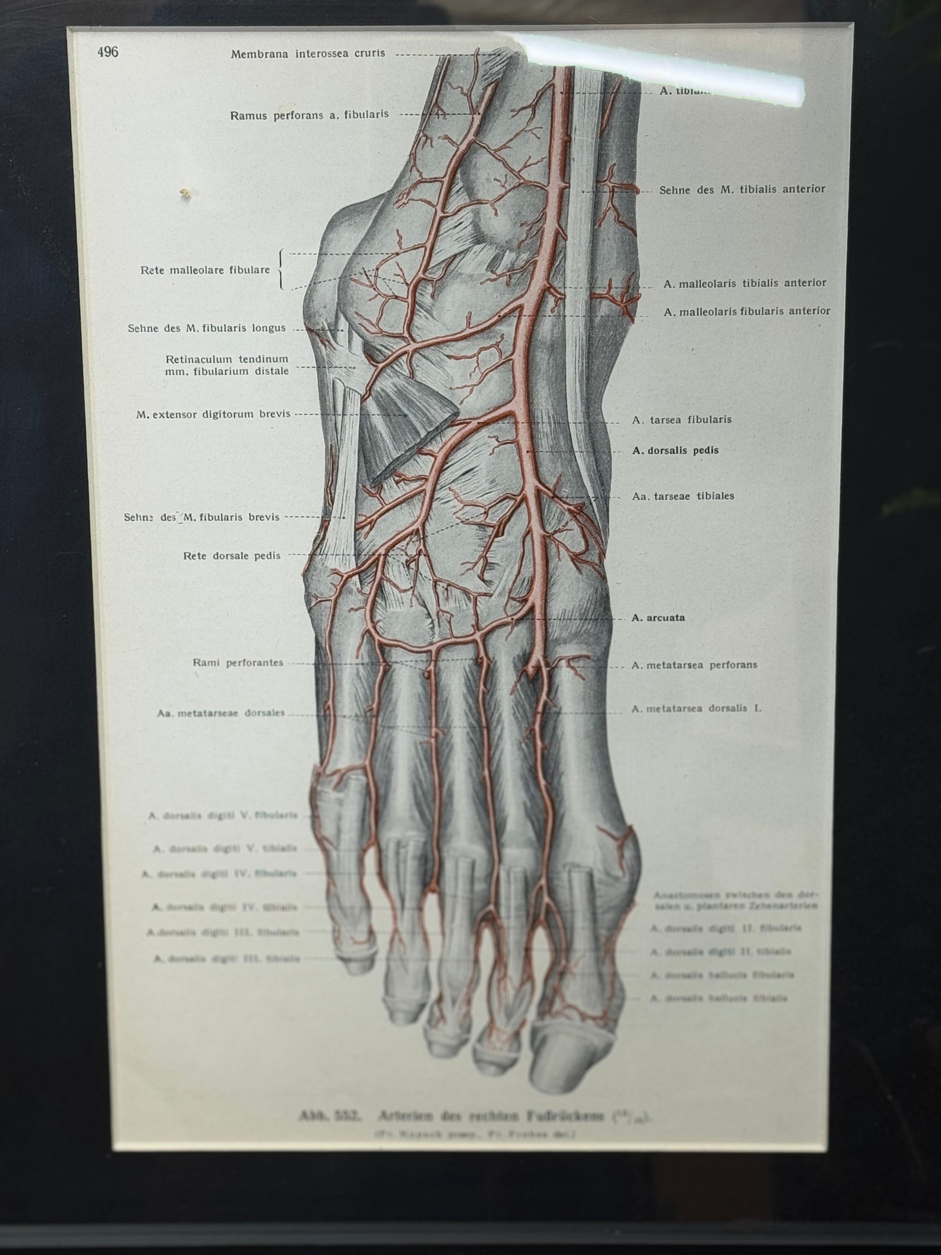 Framed Antique Anatomy Print 1920s Medical Book Plate Wall Art Picture J
