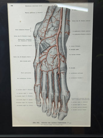 Framed Antique Anatomy Print 1920s Medical Book Plate Wall Art Picture J