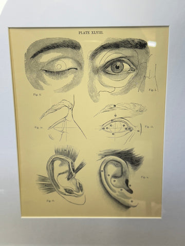 Victorian Anatomy Engraving – Antique Medical Print P