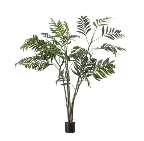 Areca Palm Tree 150cm