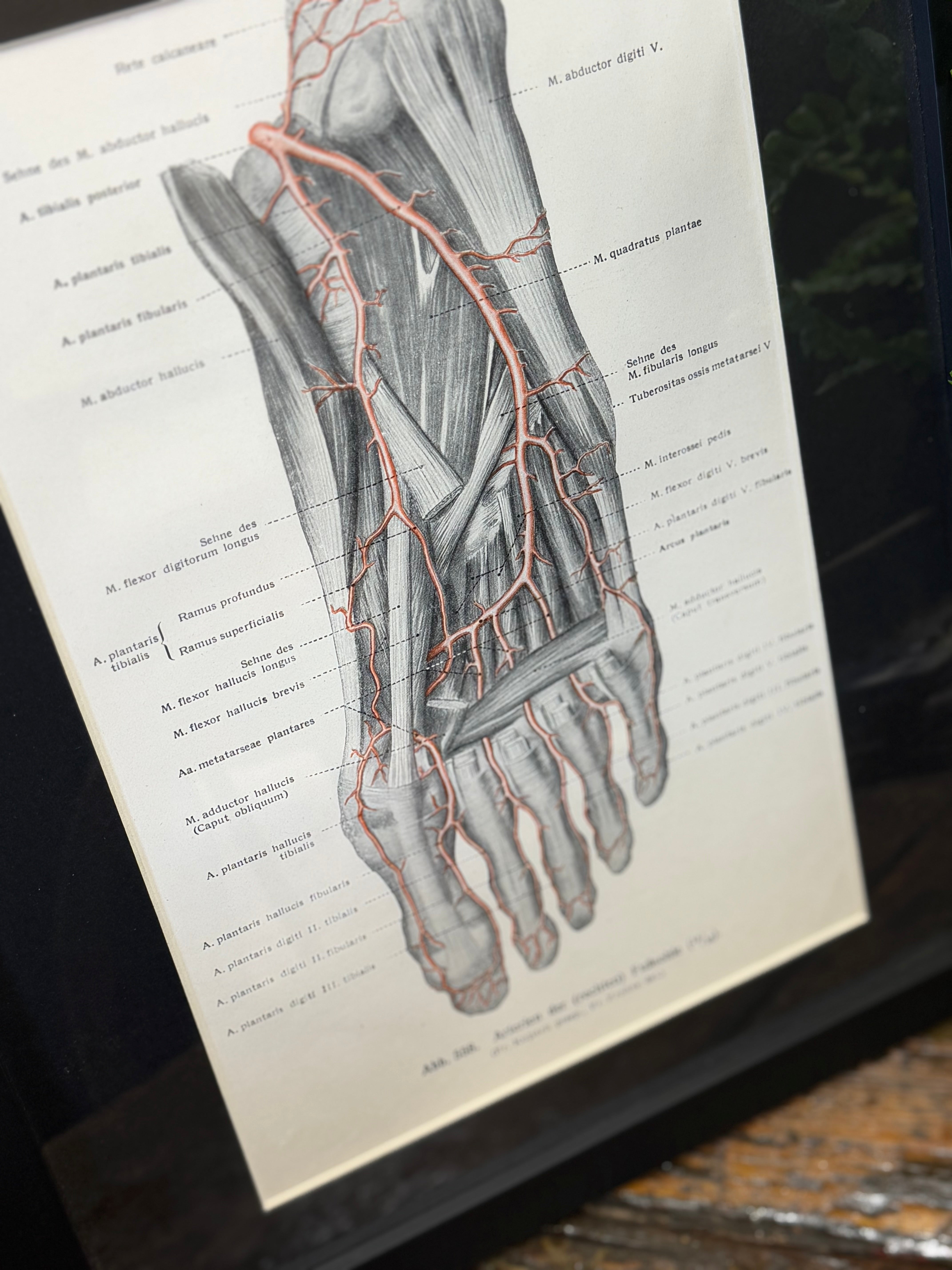 Framed Antique Anatomy Print 1920s Medical Book Plate Wall Art Picture I