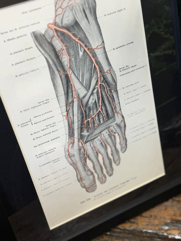 Framed Antique Anatomy Print 1920s Medical Book Plate Wall Art Picture I
