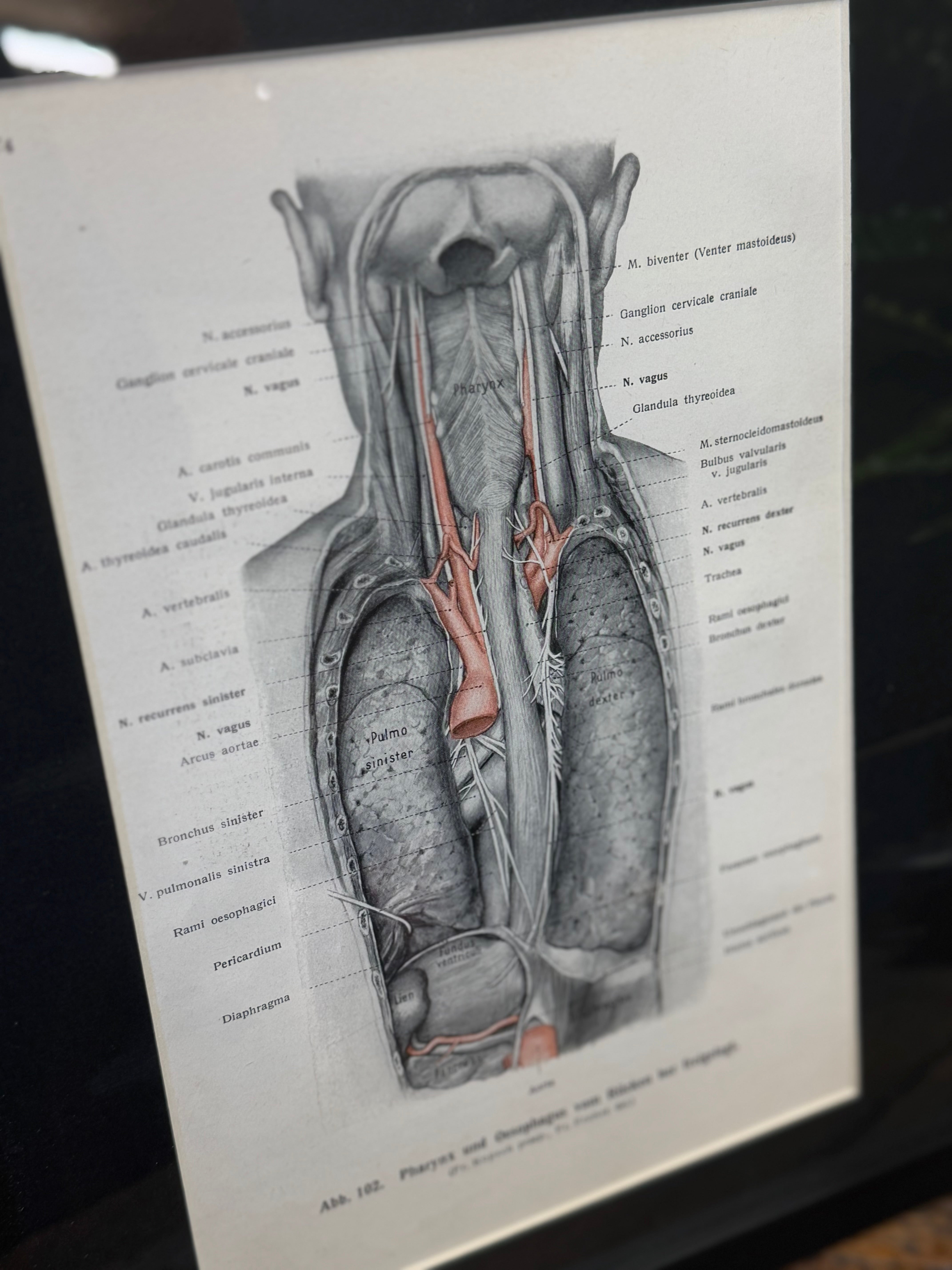 Framed Antique Anatomy Print 1920s Medical Book Plate Wall Art Picture G