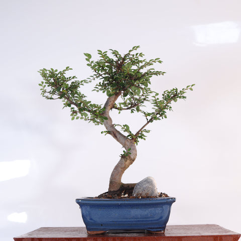 Chinese Elm (Ulmus Parvifolia) Bonsai Tree | Shaped | In 16cm Pot | Great Gift