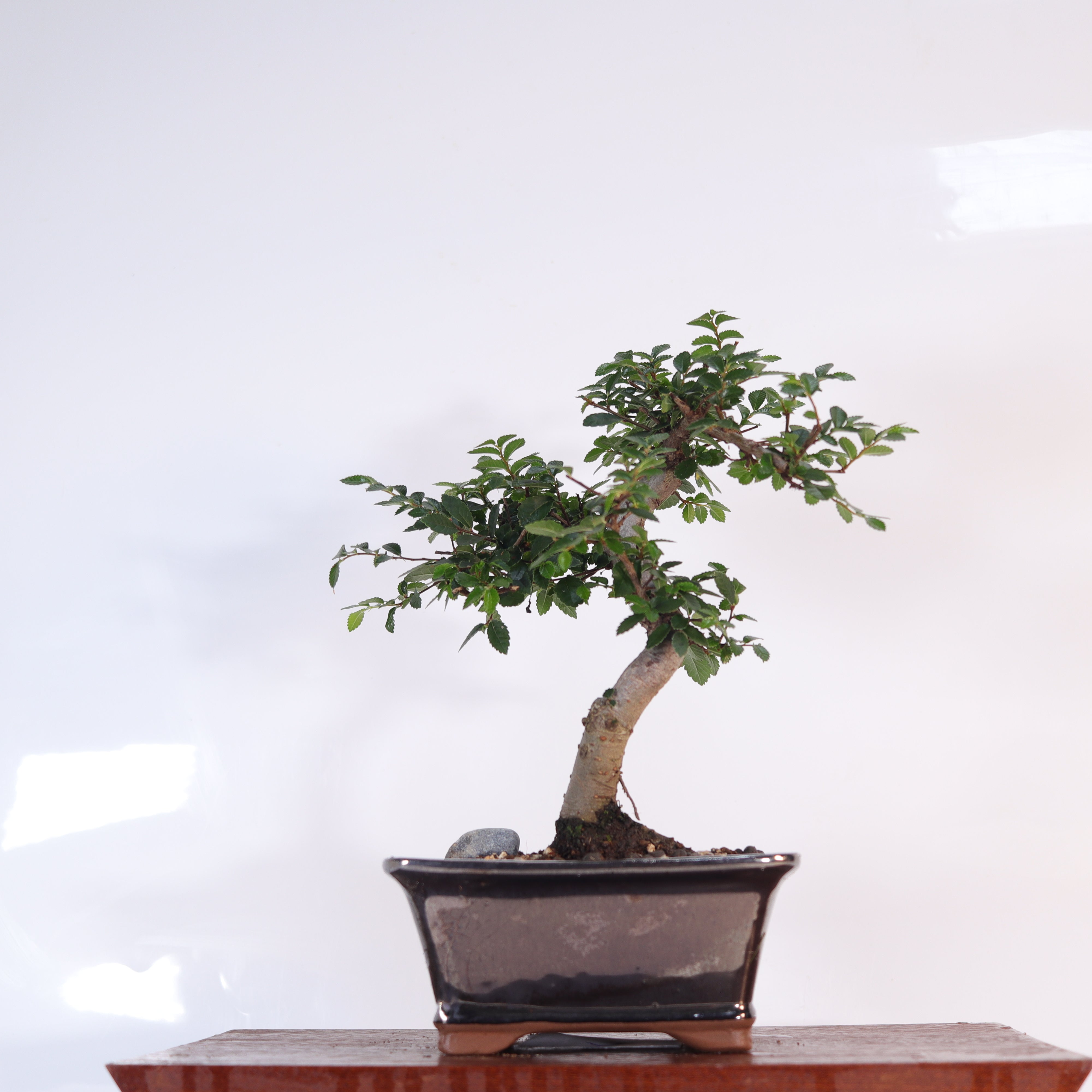 Chinese Elm (Ulmus Parvifolia) Bonsai Tree | Shaped | In 16cm Pot | Great Gift