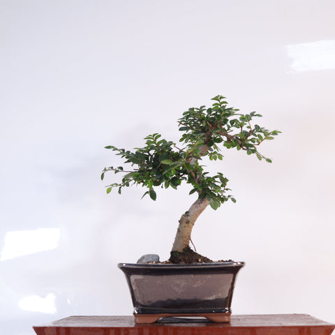 Chinese Elm (Ulmus Parvifolia) Bonsai Tree | Shaped | In 16cm Pot | Great Gift