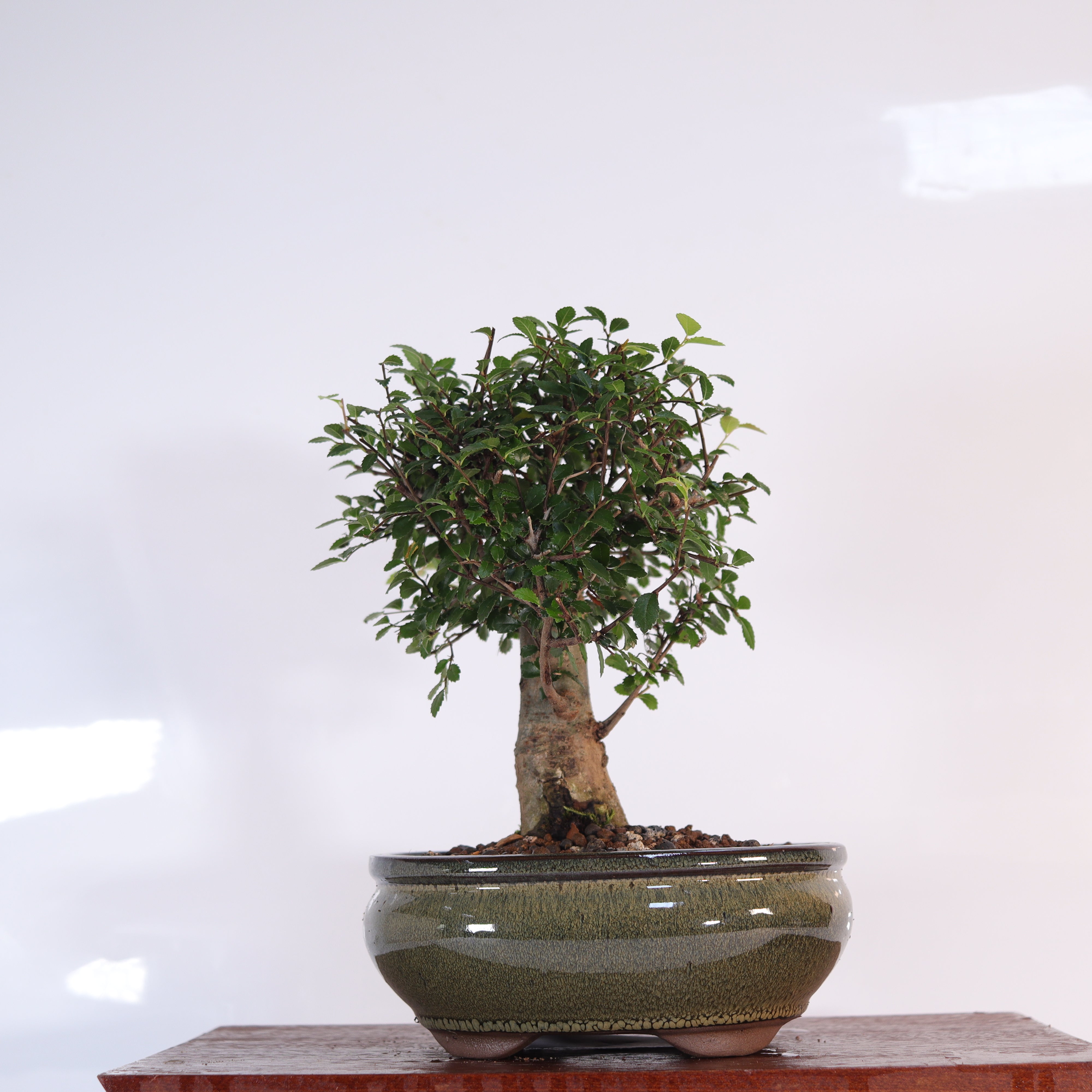 Chinese Elm (Ulmus Parvifolia) Bonsai Tree | Broom | In 18cm Pot | Great Gift