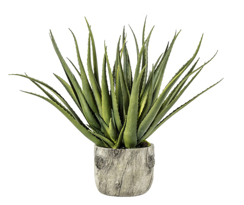 Aloe Plant with Bark Pot 53cm
