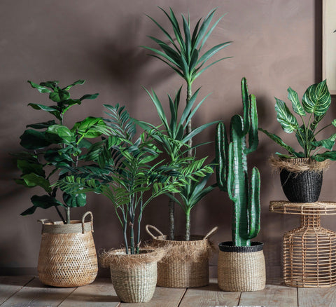 Areca Palm Tree 91cm