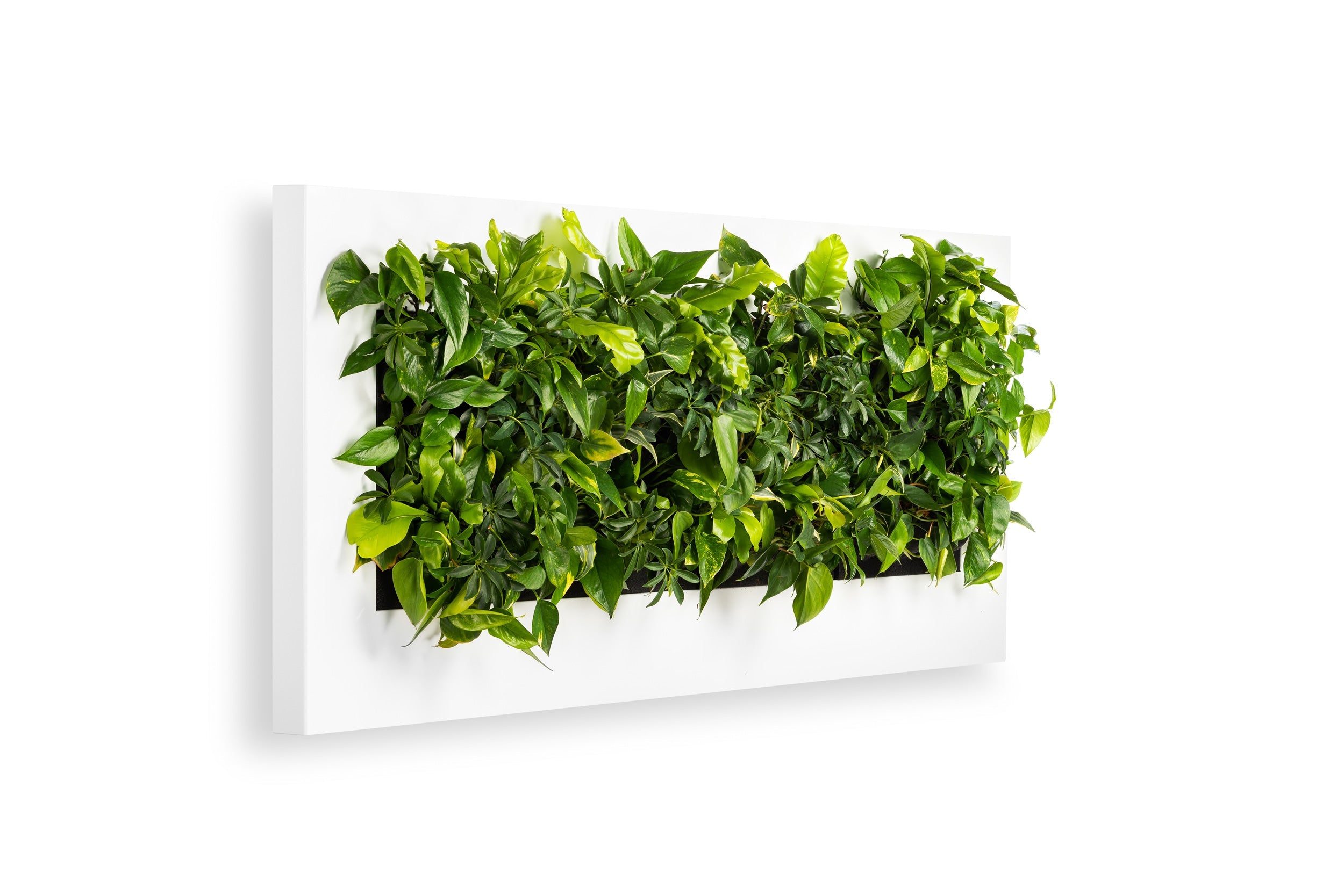 LIVE PICTURE - Living wall frame - 192cm - White