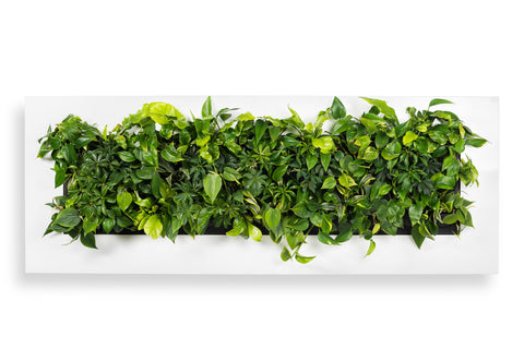 LIVE PICTURE - Living wall frame - 192cm - White