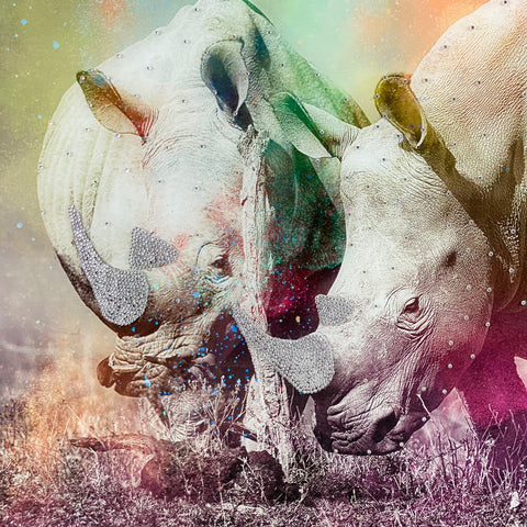 Colourful Companions
